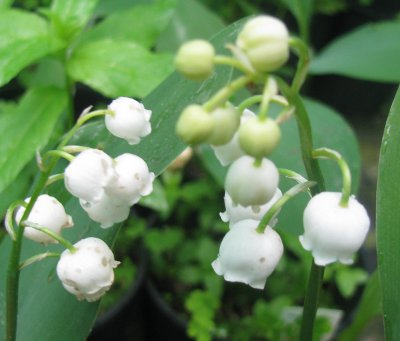 Convallaria majalis 'Fortins Giant'